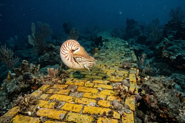 Nautilus Discovered Yellow Brick Road