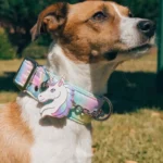 Lucy & Co. Unicorn Magic Dog Collar Wins 2026