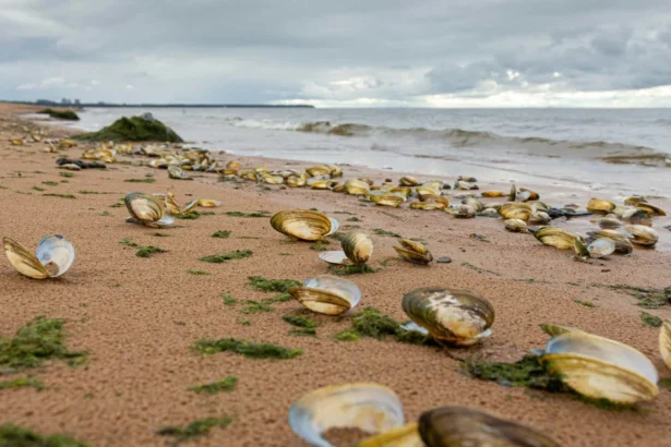 manila clam spreading atlantic coastline