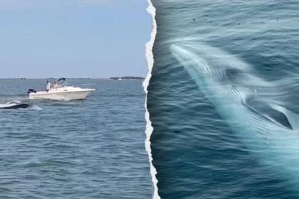 new jersey fireboat whale collision
