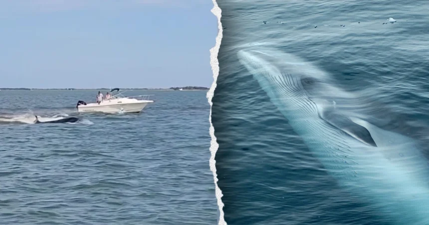 new jersey fireboat whale collision