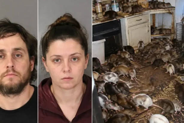 Pennsylvania Siblings Face Charges After Police Discovered Hundreds of Rats